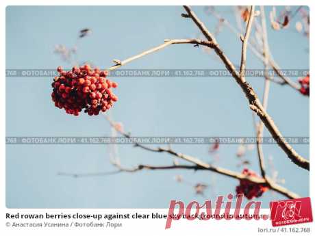 Red rowan berries close-up against clear blue sky background in autumn season Стоковое фото, фотограф Анастасия Усанина / Фотобанк Лори