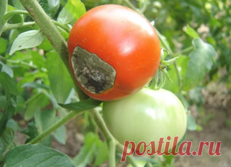 Как с помощью газет каждый год я спасаю томаты от фитофторы | Записки огородницы | Яндекс Дзен