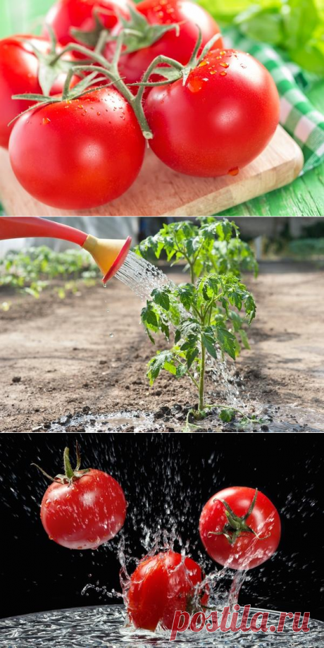 7 маленьких секретов выращивания вкусных помидоров