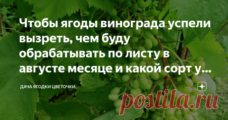 Чтобы ягоды винограда успели вызреть, чем буду обрабатывать по листу в августе месяце и какой сорт у меня самый урожайный Фото автора
Первый раз о том, что в нашей местности можно выращивать виноград, я услыхала примерно лет 20 назад, живу я в Поволжье. Многие могут сказать, что выращивали и раньше, я пишу о себе и своих знакомых. Да и на рынке у нас в то время не было в продаже местного винограда, выращенного на своих дачах.
Сейчас местный виноград продается свободно, мно...