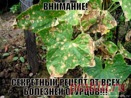 СЕКРЕТНЫЙ РЕЦЕПТ ОТ ВСЕХ БОЛЕЗНЕЙ ОГУРЦОВ!