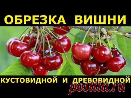 Подробно про обрезку вишни: древовидные и кустовидные сорта, их отличия и разный подход к обрезке