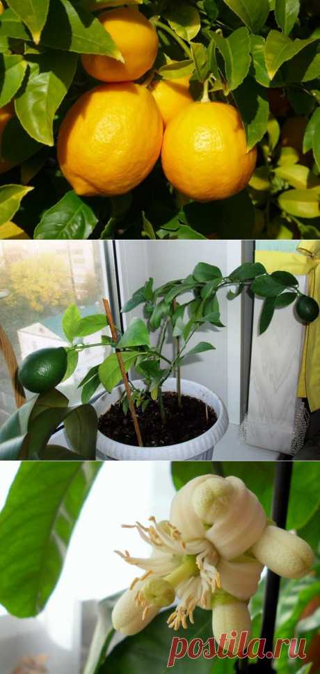 Как вырастить лимоны дома - 6 соток