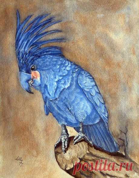 Palm Cockatoo Blue by Kelly Mills Palm Cockatoo Blue Painting by Kelly Mills