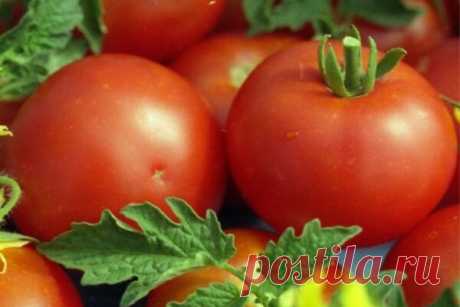 Сорт томата Белый налив – характеристики, урожайность, фото