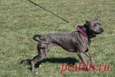 pitbull terrier for sale - Поиск в Google