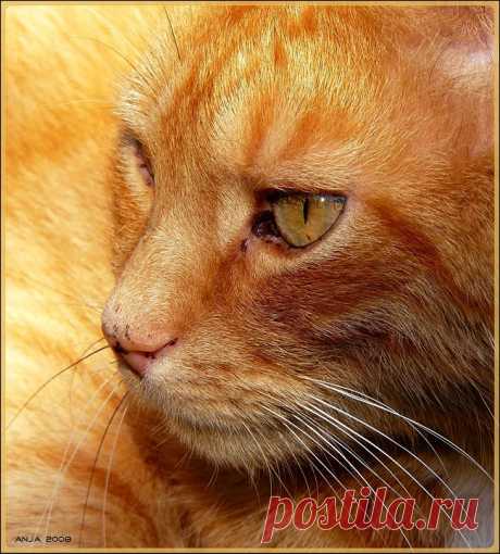 Кошка Портрет Кошки Домашние - Бесплатное фото на Pixabay