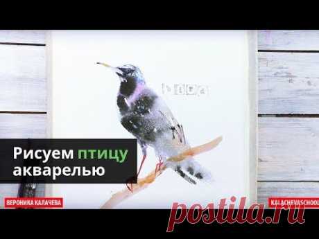 Как нарисовать птицу акварелью — kalachevaschool.ru — Поэтапный урок