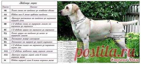 Построение индивидуальной выкройки для собаки от Марины Смирновой: Дневник группы &quot;Гардероб для наших любимых питомцев (собак, кошек)&quot; - Страна Мам