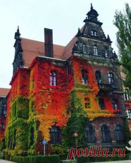 crazydruidmusings:
“ steampunktendencies:
“Incredibly couloured ivy on National Museum in Wroclaw, Poland taken by Anna Kowalów.
”
This is stunning!!!
”