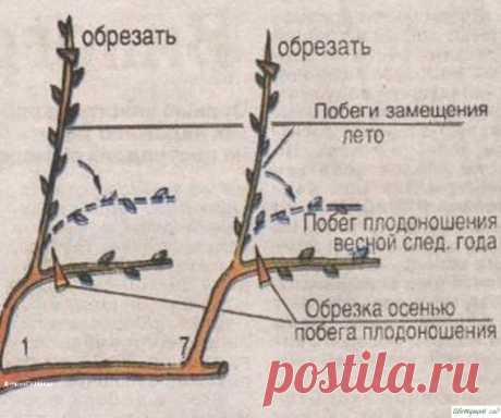 Как выращивать виноград без особых хлопот