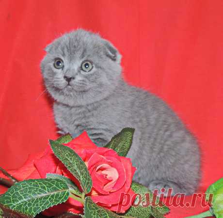 Пушистые любимки для любимых! Готовим Валентинки и резервируем котят!!!