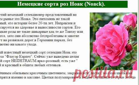 Розы немецкие сорт Ноак (Noack).