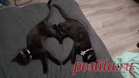 Милые и забавные фото черных кошек которые помогут забыть о суевериях
