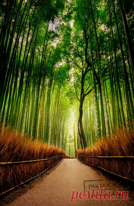 Empty Arashiyama by PAkDocK @PAkDocK – beautiful pictures