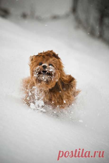 Hilarious and Heartwarming Photos of Dogs in Snow - My Modern Metropolis