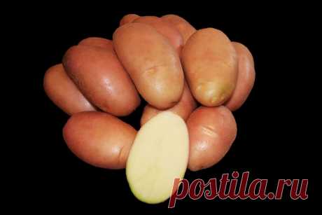 Фаворит сорт картофеля Огород без хлопот - информационный сайт для дачников, садоводов и огородников.