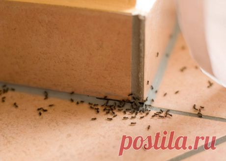 Как быстро и навсегда избавиться от муравьев в доме | GERMANIA.ONE