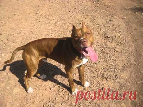 pitbull terrier kennel - Поиск в Google