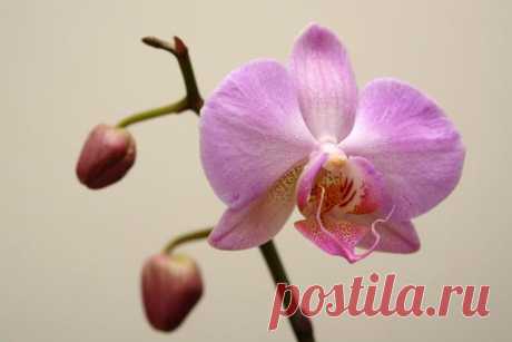 Как вырастить орхидею в домашних условиях | zelenysad.ru