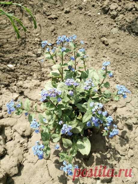 Бруннера крупнолистная &quot;Джек Фрост&quot; (Brunnera macrophylla &quot;Jack Frost&quot;)