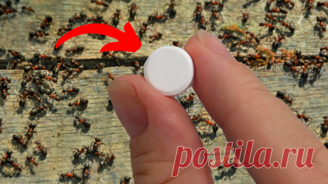 Как приготовить | 🔥 Как быстро избавиться от муравьев и жуков навсегда! 100% эффективность.