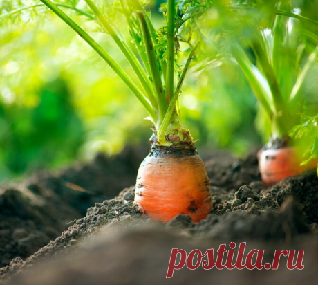 Как посадить морковь, чтобы получить высокую всхожесть и не прореживать ее | Идеальный огород | Яндекс Дзен