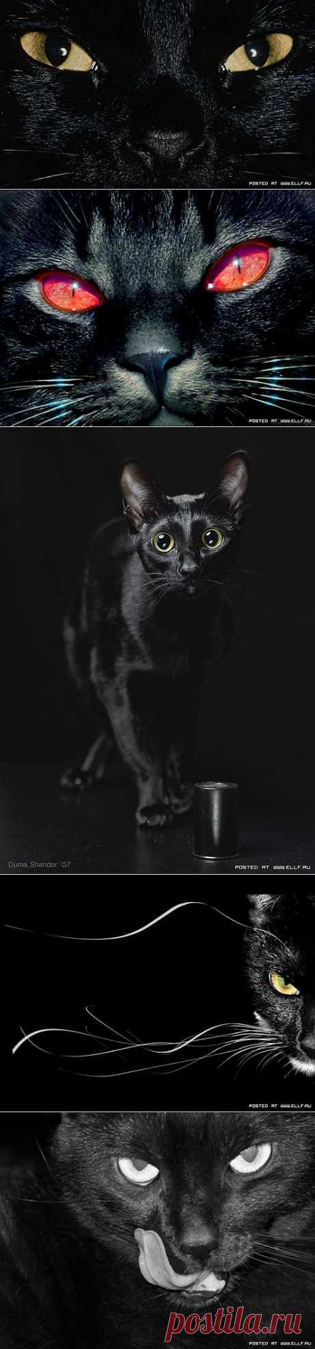 Счастливые черные кошки (42 фото)