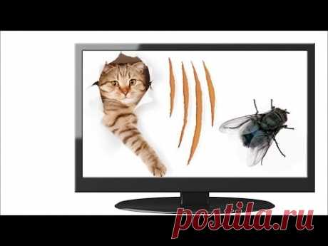 🐾 Новая игра для кошек, котов и котят! На экране наглая муха бегает и летает от вашей кошки! - YouTube