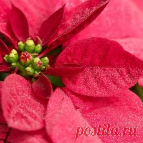 Пуансетия — растение с интересным окрасом цветка и листьев — Сад на подоконнике