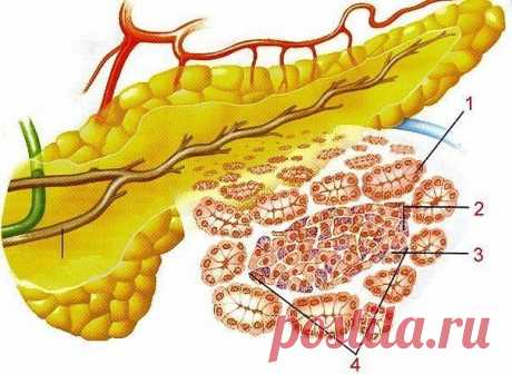 Если беспокоит поджелудочная железа |