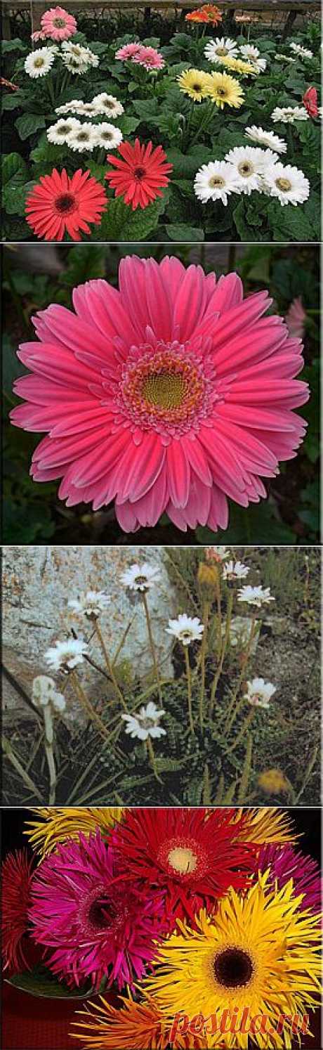 Гербера (Gerbera). Описание, виды и уход за герберой | Флористика на &quot;Добро ЕСТЬ!&quot;