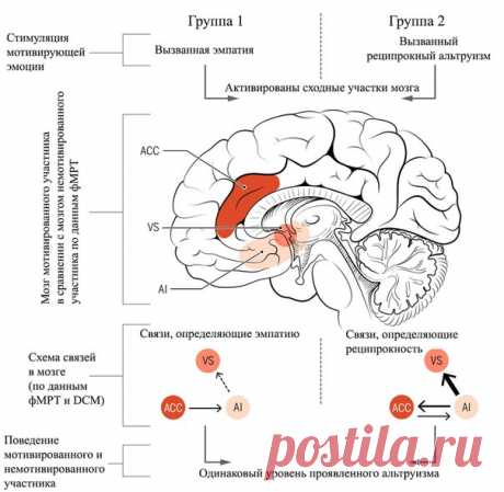 Мозг отличает расчетливое добро от бескорыстных порывов / Surfingbird - проводи время с пользой для себя!