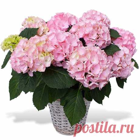 Гортензия (lat. Hydrangea)- цветущее растение из семейства гортензиевых. В переводе с латинского гортензия — значит «сосуд с водой». Исторически родиной цветка считается Восточная Азия и с его возникновением связана легенда рождения Будды. В этот день в 473 г до Н.Э. с неба начали падать сказочные цветы, которые назвали аудзисай (япон.) – гортензия. Сегодня произрастает в России, Японии, Китае и Америке.