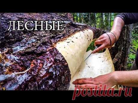 7 ПРОСТЫХ СОВЕТОВ ДЛЯ ЛЕСА | 7 BUSHCRAFT TIPS