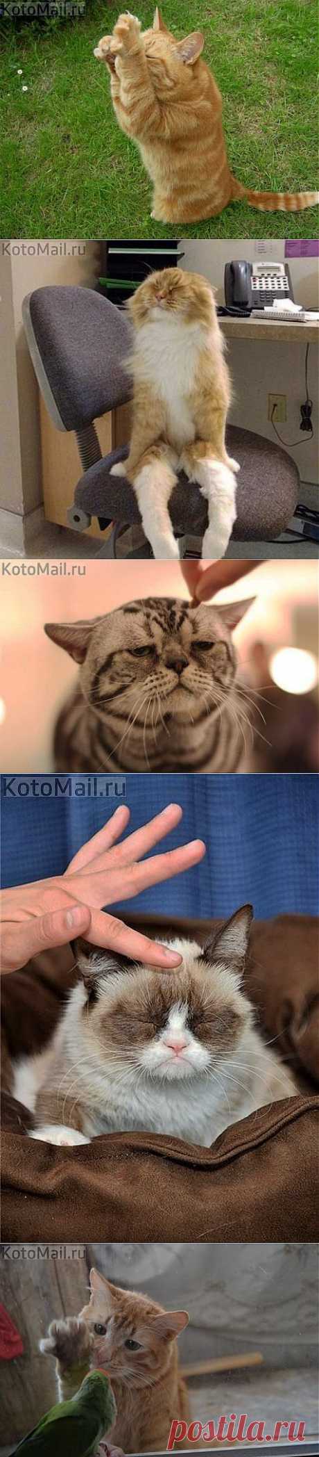 ЕЩЁ КОТЭ | KotoMail.ru