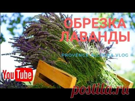 Франция/ОБРЕЗКА ЛАВАНДЫ/АЗИАТСКИЙ,  РЕСТОРАН/ЕШЬ ОТ ПУЗА/КУРОЧКА ГРИЛЬ С ОВОЩАМИ