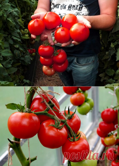 Главный критерий: &quot;Устойчив к фитофторе&quot; - 5 сортов томатов по отзывам огородников (часть 1.) | Садовый рай 🌱 | Яндекс Дзен