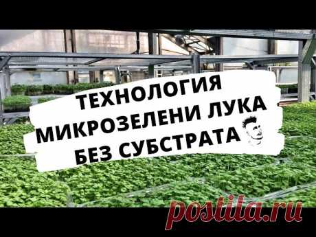 Микрозелень Технология выращивания Лук