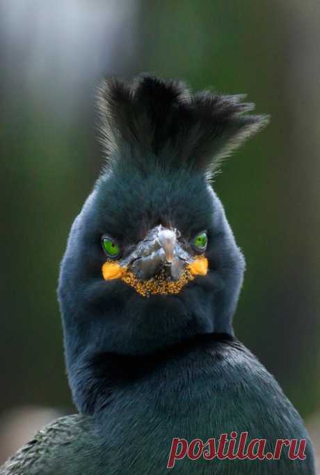 Лучшие фото присланные на конкурс Bird Photographer of the Year