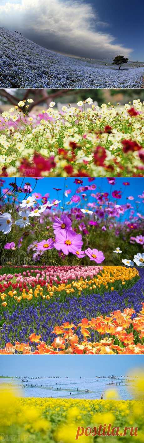 Япония, остров Хонсю: Hitachi Seaside Park - целое море цветов / Мировые Достопримечательности / Мировые достопримечательности. Фото достопримечательностей, идеи для путешествий. Туристический журнал.