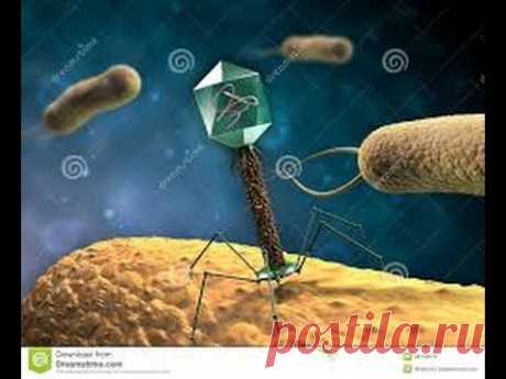 Шугайло А.В. Лечение рака - бактериофаг. Treating cancer - bacteriophage.