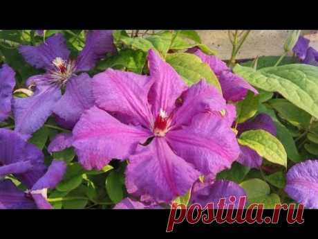 🌺 Клематис крупноцветковый сорта ‘Джипси Куин‘ группы Жакмана. Clematis ‘Gipsy Queen’