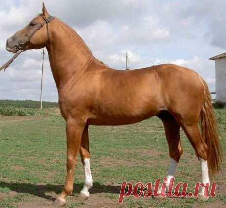 лошади Донская-  золото РОССИИ