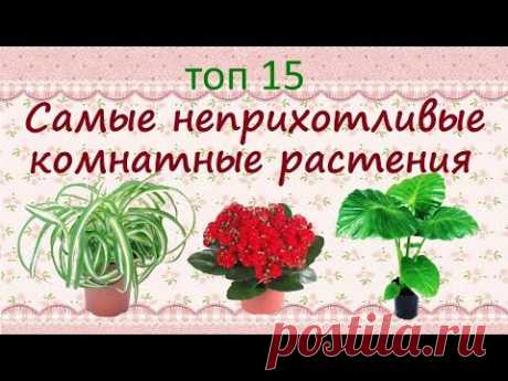 Самые неприхотливые растения для дома//ТОП15