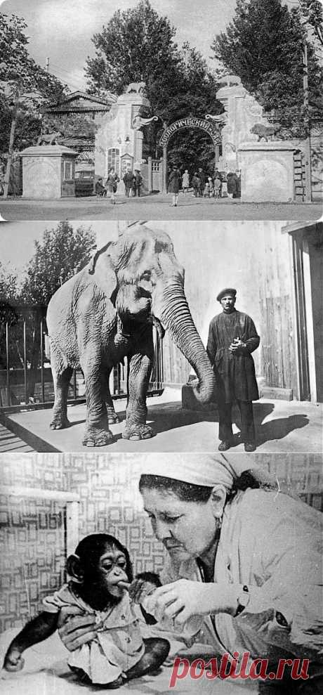 Статья &quot;Тихий подвиг. Ленинградский зоопарк в годы блокады&quot; - портал Свободная планета