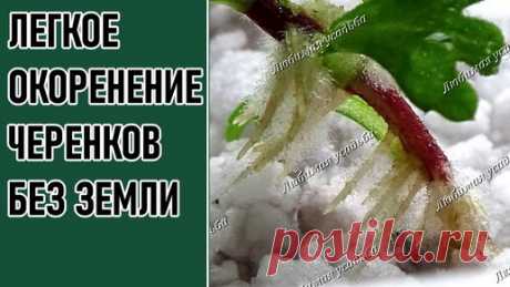 Укоренение черенков разных цветов гарантированно на 100% Грунт не нужен | Любимая усадьба | Дзен