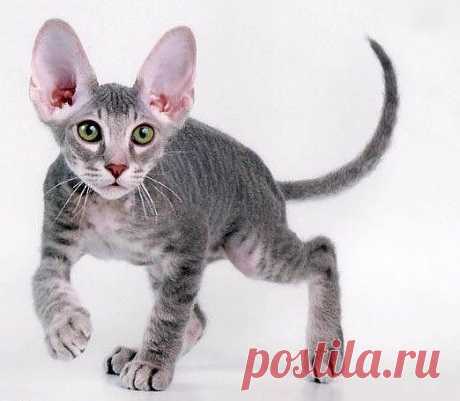 Peterbald