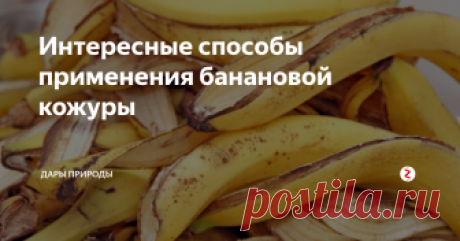 Интересные способы применения банановой кожуры Есть хорошая новость для всех любителей бананов. Оказывается, что выбрасывание банановой кожуры — это просто расточительство! Ее с успехом можно применять не только в домохозяйстве, но и в косметических целях. Банановая кожура богата многими питательными веществами и углеводами. Она имеет высокое содержание витаминов В6, В12, магния и калия. Оказывается, что содержание сах