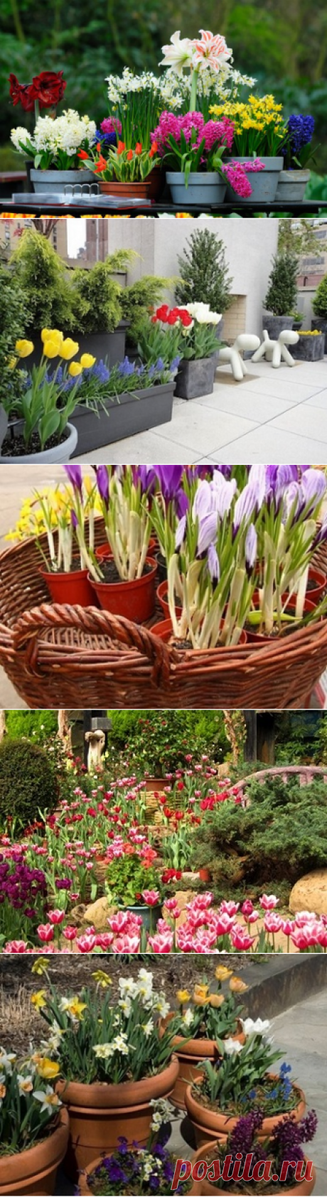 Весенние цветы из луковиц для украшения сада — 6 соток